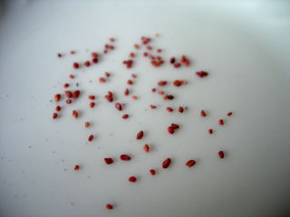 ブルーベリーの種採り