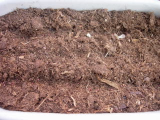 ブルーベリーのベッド