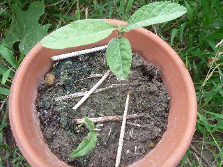 ビワのたねまき