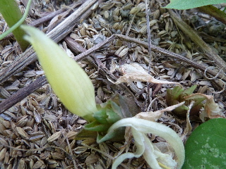 ミョウガノの花とミョウガ