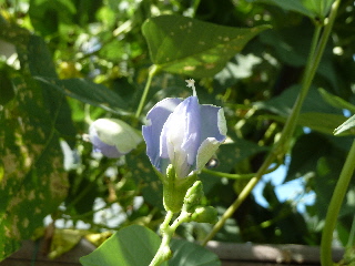 四角豆ってどうよ