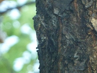 出雲市のツクツクボウシ