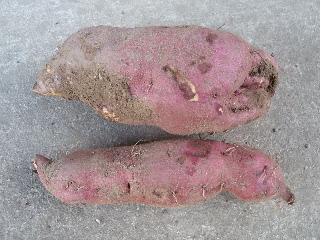 サツマイモ収穫