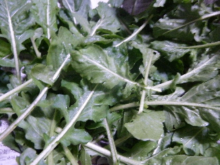 秋のルッコラー