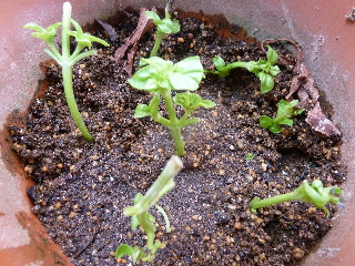 バジルの挿し芽