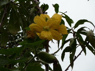 冬瓜の花
