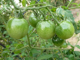秋の青いトマト