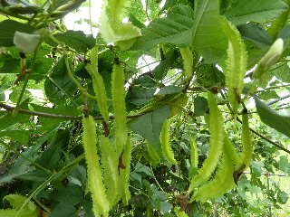 シカク豆の景色