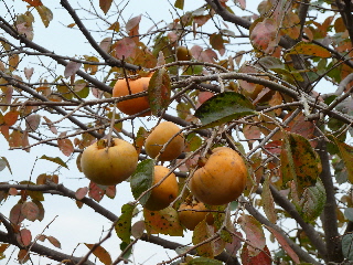 紅葉が綺麗な甘柿