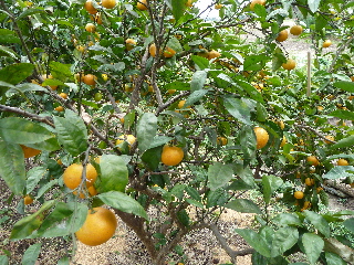 小玉の温州ミカン