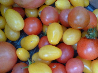 晩秋のトマト