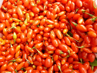 クコの実の収穫