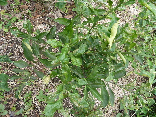 実生のハッサク