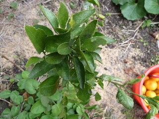 実生のポンカン