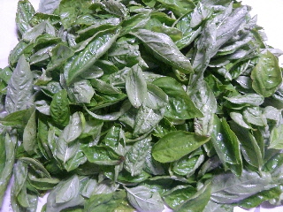 摘み取ったバジル