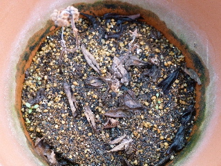 枯れたバジル 2013