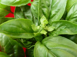 水に挿したバジル