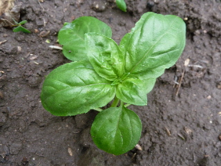 バジル挿し芽