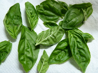 バジルの収穫