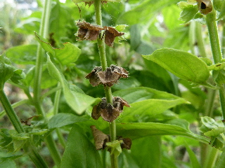 バジルの種