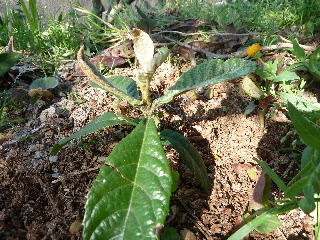 実生のビワ　2年目