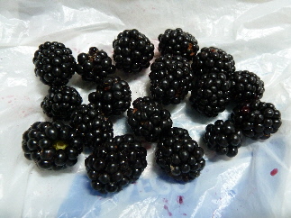 ブラックベリーの収穫