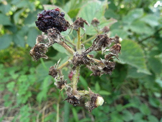 ブラックベリー終了