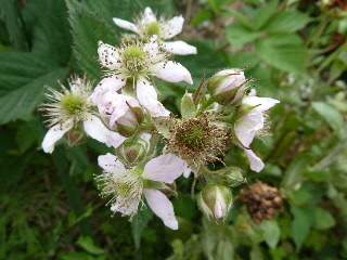 ブラックバリーの花2013