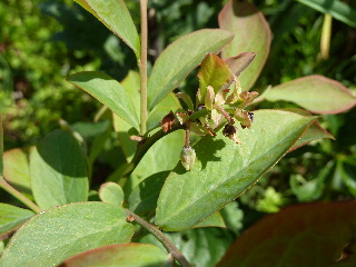 ブルーベリーの花