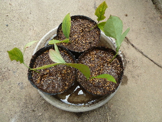 ブルーベリーの挿し木