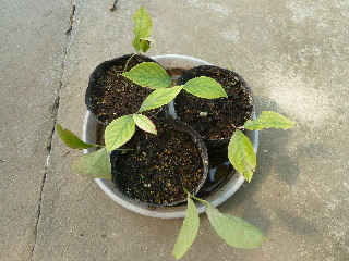 ブルーベリーの挿し木1月後