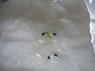 ブルーベリーの種まき