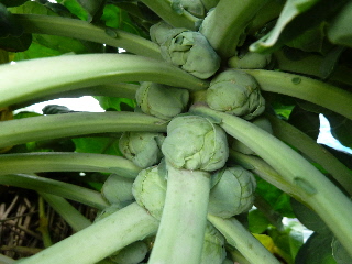 メキャベツ201301