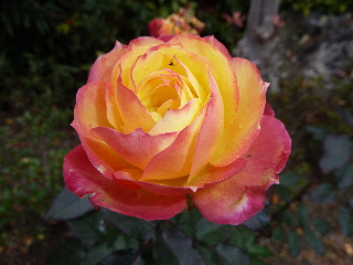 四季咲きの薔薇