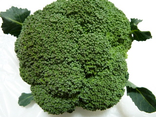 ブロッコリーの収穫