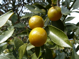 黄色くなってきた金柑