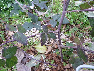 ブラックベリーの葉っぱが出た