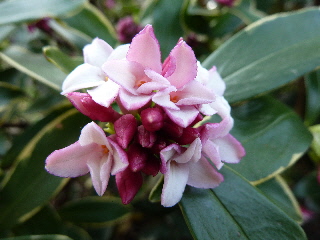 ジンチョウゲの花2013