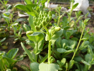 中国野菜の菜花2013
