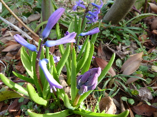 ヒヤシンスの花2013
