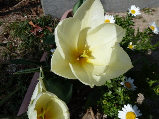 白いチューリップ