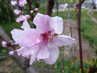 桃が開花2013