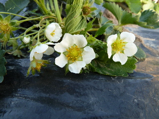 苺の花