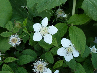 クサイチゴの花
