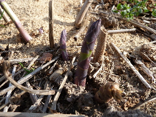 アスパラの芽