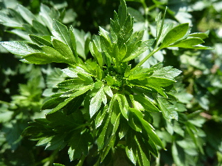 イラリアンパセリ