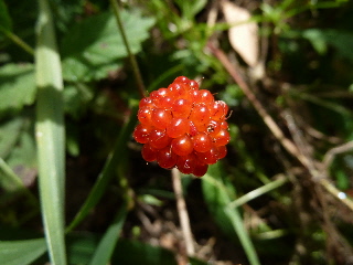 クサイチゴの実