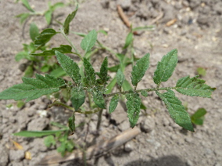 トマトのおのればえ