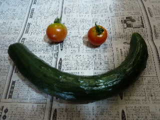 トマトときゅうり201306