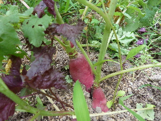 巨大なハツカダイコン